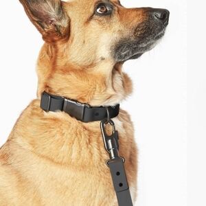 Fable Signature Leash And Collar Set